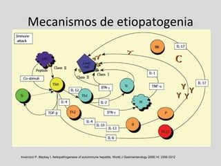 Mecanismos de etiopatogenia Invernizzi P, Mackay I. Aetiopathogenesis of autoimmune hepatitis. World J Gastroenterology 2008;14: 3306-3312 