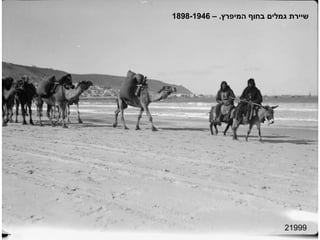 21999 שיירת גמלים בחוף המיפרץ . – 1898-1946 