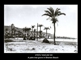חוף שמן מעוטר בדקלים A palm tree grove in Shemen Beach 