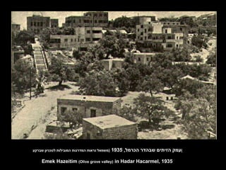 עמק הזיתים שבהדר הכרמל , 1935  ( משמאל נראות המדרגות המובילות לטכניון שברקע ) Emek Hazeitim  (Olive grove valley)  in Hadar Hacarmel, 1935 