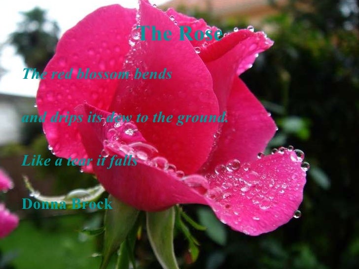 Haiku Poetry