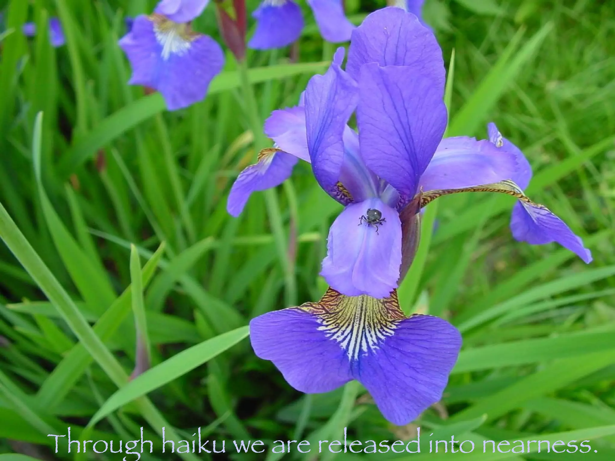 Through haiku we are released into nearness. 