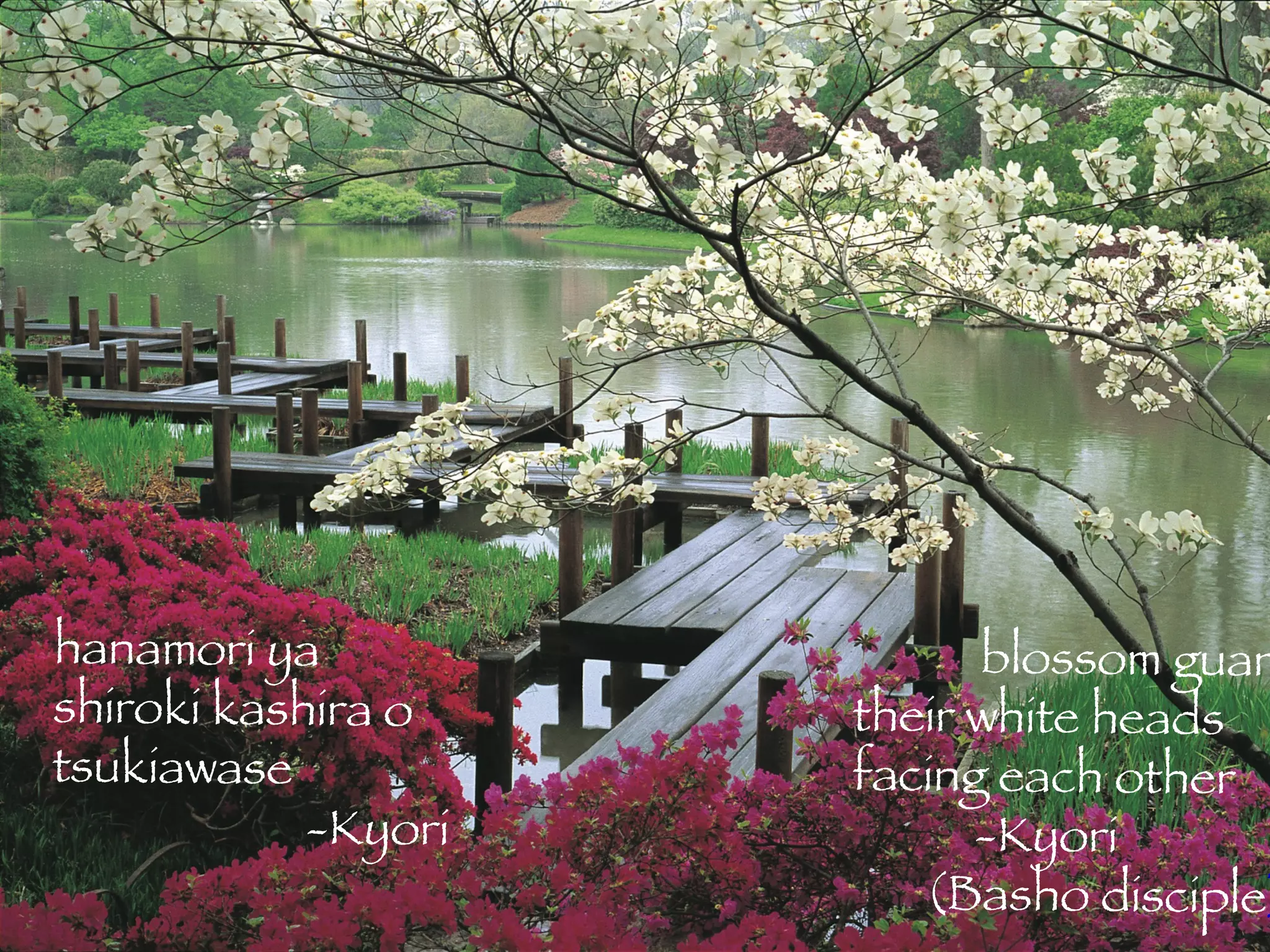 hanamori ya   blossom guards shiroki kashira o   their white heads tsukiawase   facing each other -Kyori   -Kyori   (Basho disciple ) 