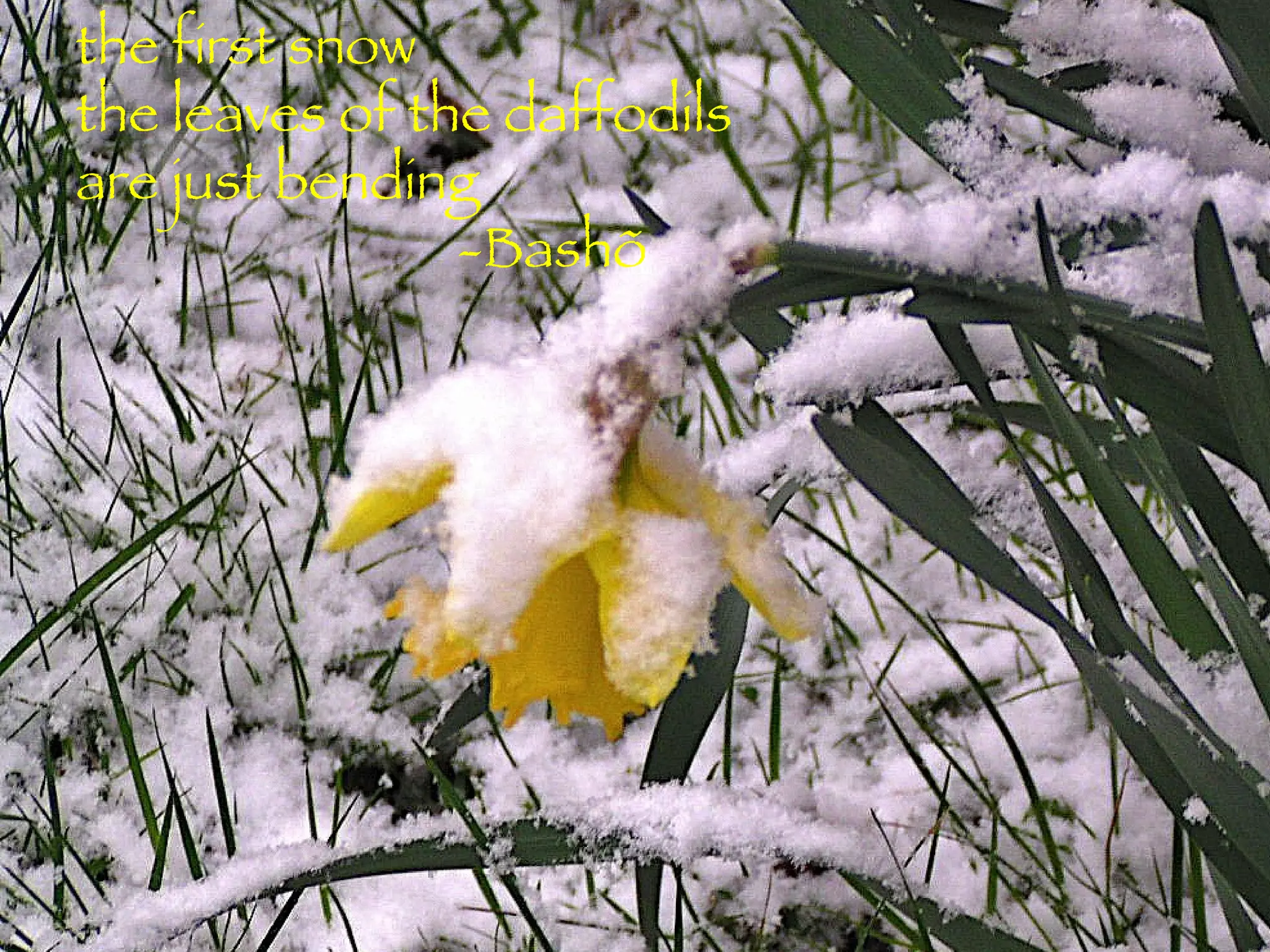 the first snow the leaves of the daffodils are just bending -Bashõ 