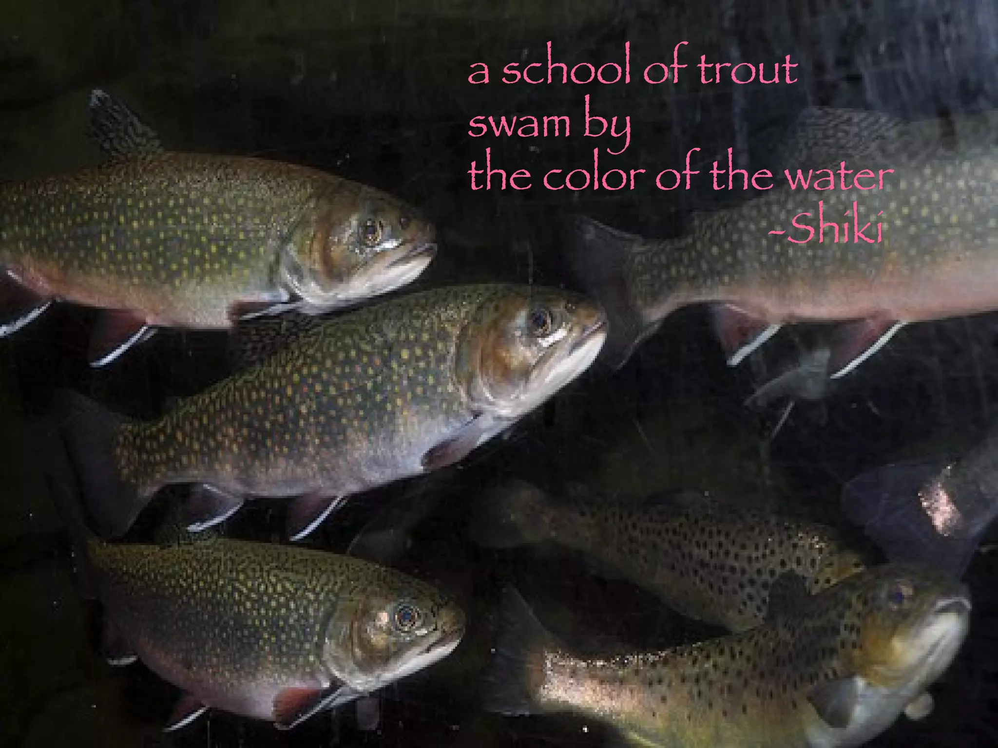 a school of trout  swam by the color of the water -Shiki 