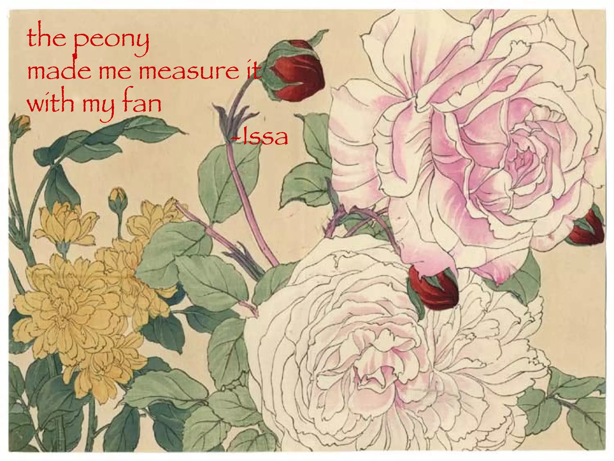 the peony made me measure it with my fan   -Issa 