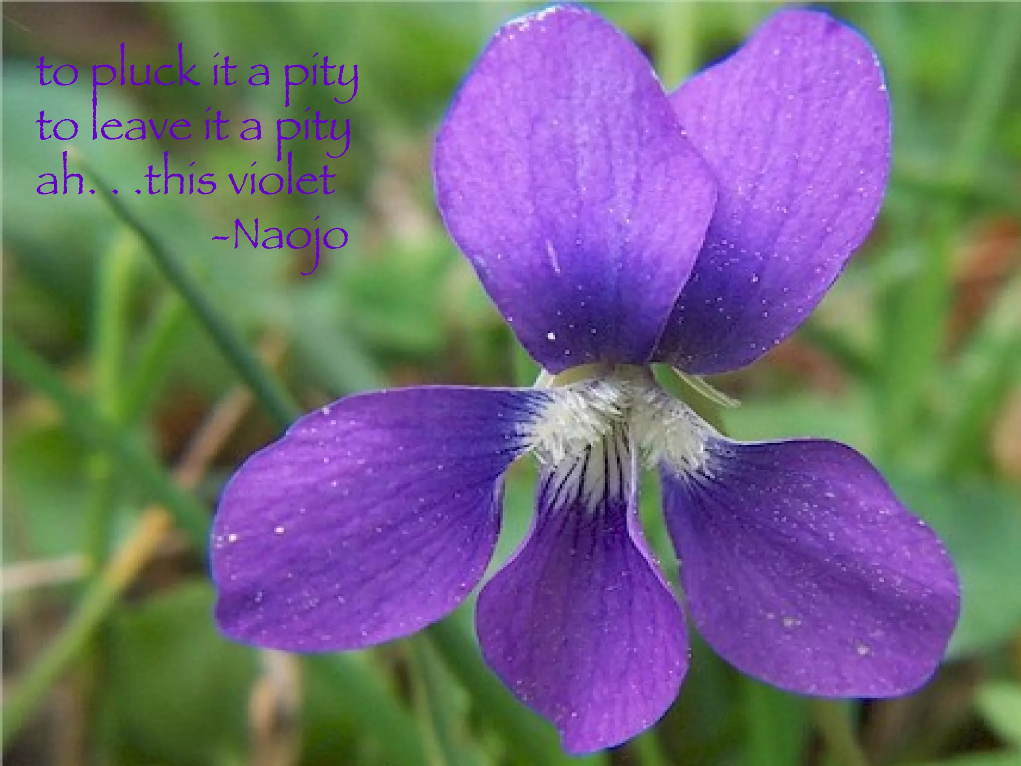 to pluck it a pity to leave it a pity ah. . .this violet   -Naojo  