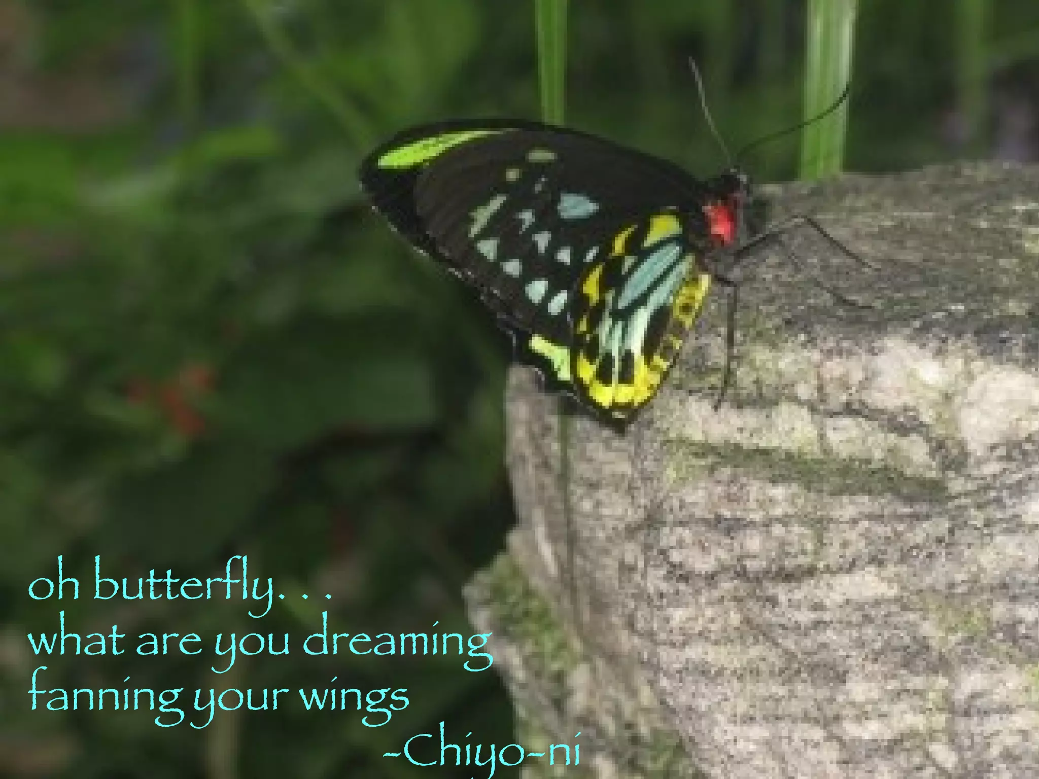 oh butterfly. . . what are you dreaming  fanning your wings   -Chiyo-ni 
