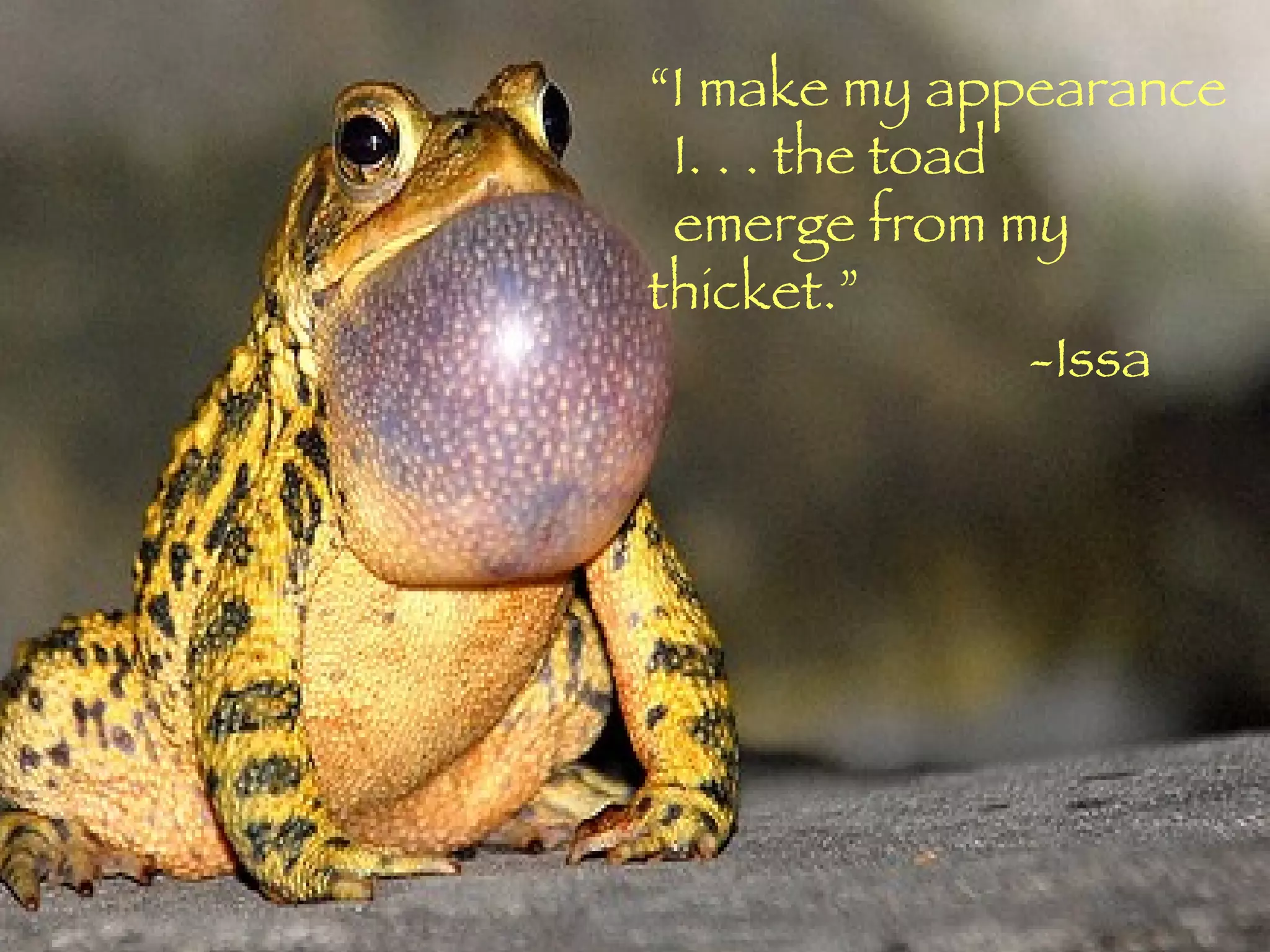 “ I make my appearance I. . . the toad emerge from my thicket.” -Issa 