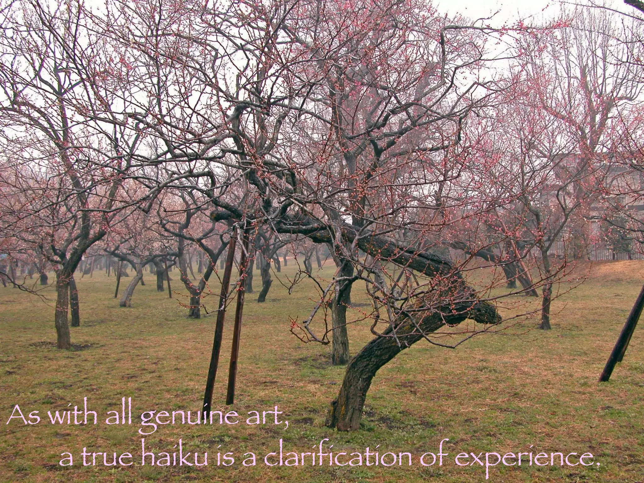 As with all genuine art,  a true haiku is a clarification of experience. 