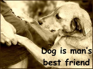 Dog is man’s best friend   