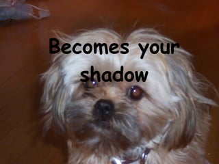 Becomes your shadow 