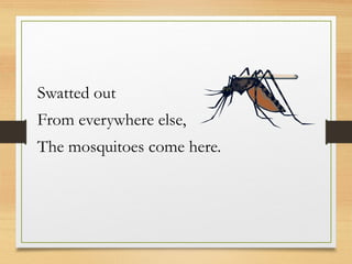 Swatted out
From everywhere else,
The mosquitoes come here.
 