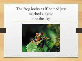 The frog looks as if he had just
belched a cloud
into the sky.
 