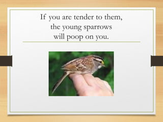 If you are tender to them,
the young sparrows
will poop on you.
 