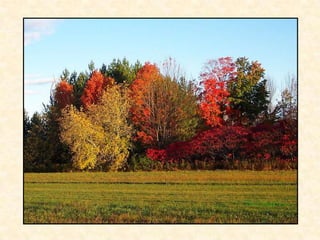 Haiku poetry tutorial