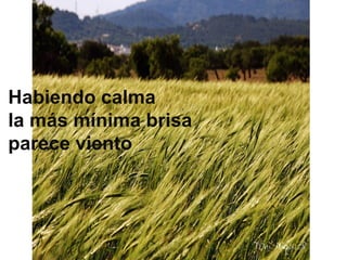 Habiendo calma
la más mínima brisa
parece viento

 