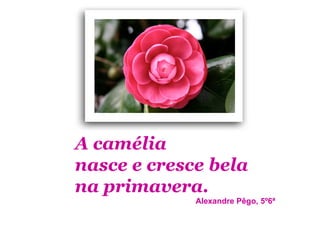 A camélia
nasce e cresce bela
na primavera.
             Alexandre Pêgo, 5º6ª
 