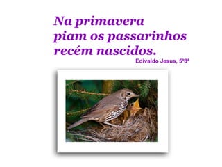 Na primavera
piam os passarinhos
recém nascidos.
           Edivaldo Jesus, 5º8ª
 
