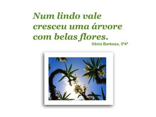 Num lindo vale
cresceu uma árvore
com belas flores.
           Vânia Barbosa, 5º4ª
 