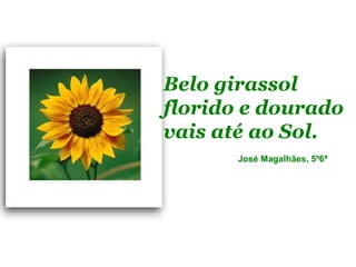 Belo girassol
florido e dourado
vais até ao Sol.
       José Magalhães, 5º6ª
 
