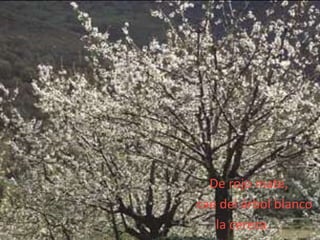 De rojo mate, cae del árbol blancola cereza.
