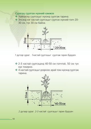 Хайлаас тарьж ургуулах гарын авлага