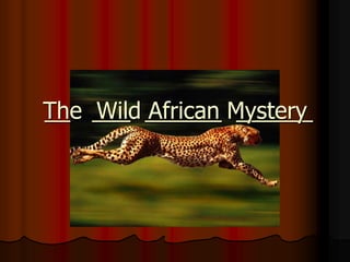  __   ___  ______  ______  The  Wild African Mystery  