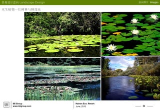 59
Hainan Eco. Resort
June, 2010
IBI Group
www.ibigroup.com
意向图片 Images
水生植物--红树林与睡莲花
景观设计意向 Landscape Design
 