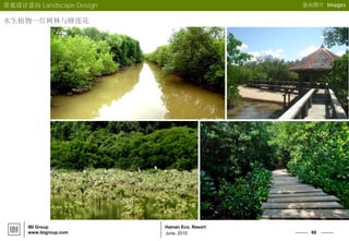 60
Hainan Eco. Resort
June, 2010
IBI Group
www.ibigroup.com
意向图片 Images景观设计意向 Landscape Design
水生植物--红树林与睡莲花
 