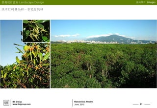 61
Hainan Eco. Resort
June, 2010
IBI Group
www.ibigroup.com
意向图片 Images
淡水红树林品种—水笔仔纯林
景观设计意向 Landscape Design
 