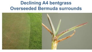 Declining A4 bentgrass
Overseeded Bermuda surrounds
 