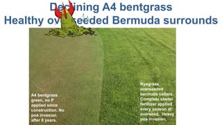 Declining A4 bentgrass
Healthy overseeded Bermuda surrounds
Ryegrass
overseeded
bermuda collars.
Complete starter
fertilizer applied
every season at
overseed. Heavy
poa invasion.
A4 bentgrass
green, no P
applied since
construction. No
poa invasion
after 8 years.
 