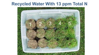 Recycled Water With 13 ppm Total N
1 2 3 4 5
 