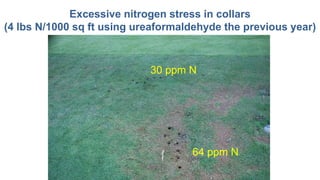 30 ppm N
64 ppm N
Excessive nitrogen stress in collars
(4 lbs N/1000 sq ft using ureaformaldehyde the previous year)
 