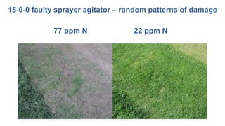 77 ppm N 22 ppm N
15-0-0 faulty sprayer agitator – random patterns of damage
 