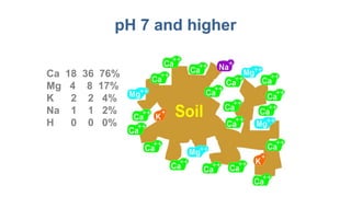 pH 7 and higher
Ca 18 36 76%
Mg 4 8 17%
K 2 2 4%
Na 1 1 2%
H 0 0 0%
 
