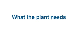 What the plant needs
 