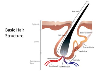 Basic Hair
Structure
 