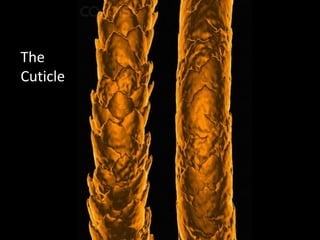 The
Cuticle
 