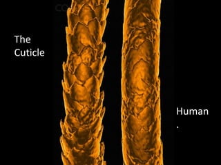 The
Cuticle
Human
.
 