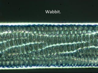 Wabbit.
 