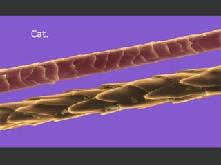 Cat.
 