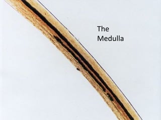 The
Medulla
 