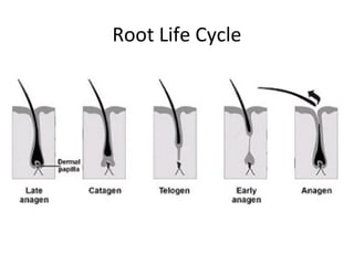 Root Life Cycle
 