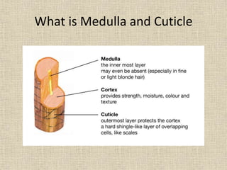 What is Medulla and Cuticle
 