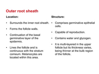 Hair-presentation.pdf it's all about the minor details of hair anatomy ...