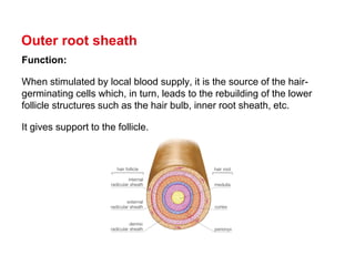 Hair-presentation.pdf it's all about the minor details of hair anatomy ...
