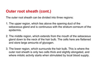 Hair-presentation.pdf it's all about the minor details of hair anatomy ...