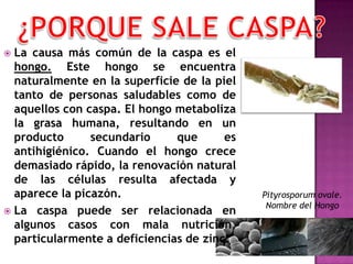  La causa más común de la caspa es el
  hongo. Este hongo se encuentra
  naturalmente en la superficie de la piel
  tanto de personas saludables como de
  aquellos con caspa. El hongo metaboliza
  la grasa humana, resultando en un
  producto      secundario     que      es
  antihigiénico. Cuando el hongo crece
  demasiado rápido, la renovación natural
  de las células resulta afectada y
  aparece la picazón.                        Pityrosporum ovale.
                                              Nombre del Hongo
 La caspa puede ser relacionada en
  algunos casos con mala nutrición,
  particularmente a deficiencias de zinc.
 